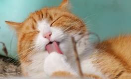 怀孕梦见猫是什么意思