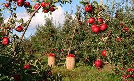 孕妇梦见苹果是什么意思