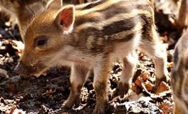 孕妇梦见小猪是什么意思