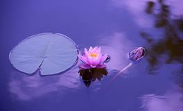 孕妇梦到河里有死人