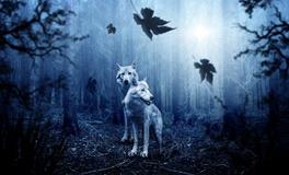 梦见好多狼是什么意思