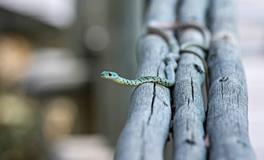 怀孕前会梦到蛇