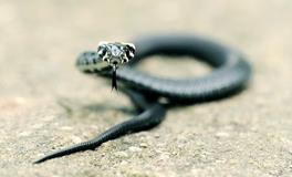 怀孕做梦梦到小黑蛇