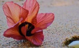 易鑫一周生肖运势（6.24-6.30）