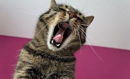 梦见受伤的动物是什么意思