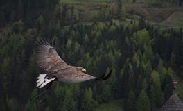 梦见四只小鸟飞到屋里