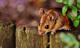 梦见家里有老鼠咬我