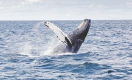 梦见自己被鲸鱼活吞