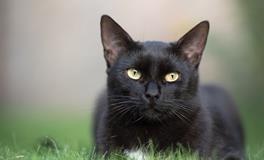 梦见床边有一只纯黑的猫