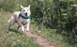 梦见狗在奔跑是什么意思