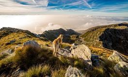 梦见狗说话是什么意思