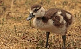 梦见鸭子在水中游动