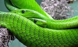 梦见绿色大蟒蛇是什么意思