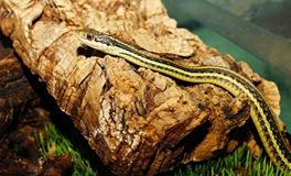 梦见衣服里面有蛇