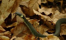 梦见家中有好多蛇