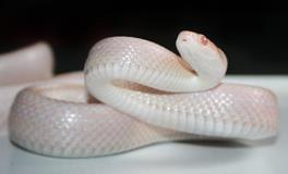 梦见蛇断成了几节