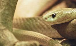 梦见被蛇咬手指头是什么意思