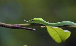 梦见蛇是怀孕吗