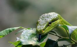 做梦梦见很多蛇