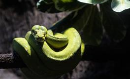 梦见被毒蛇咬伤