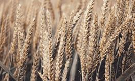 梦见小麦的寓意