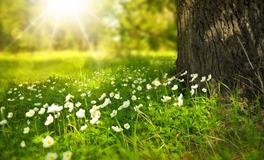 梦见自己爬上一颗大树