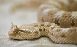 孕妇梦见好多小花蛇