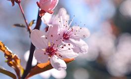 梦见别人在吐血