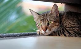 梦见猫和我说话运势如何