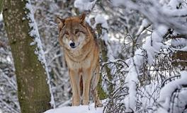 女人梦见狼有什么含义