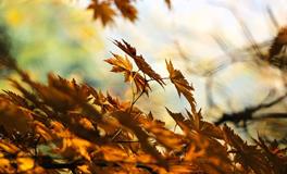 立秋的由来和风俗