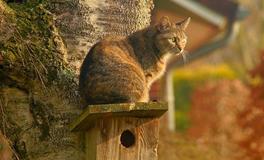 做梦梦见猫生小猫好不好