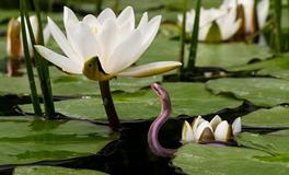 梦见杀蛇是什么预兆