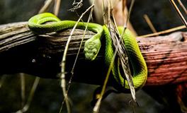 女人梦见蛇追自己