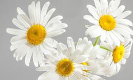 郑博士2019年9月23日生肖运势