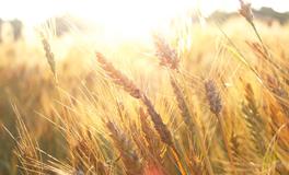 梦见稻谷金黄色是什么意思