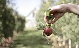 梦见送别人苹果是吉兆还是凶兆