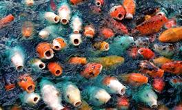 梦见鱼缸里的鱼跳出来