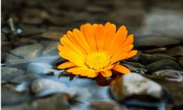 董易林2019年10月28日生肖运势