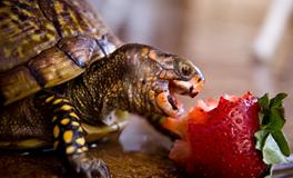 养乌龟风水有什么禁忌