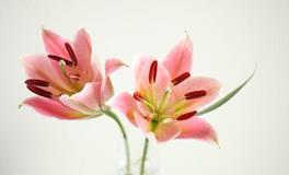 董易林2019年11月20日生肖运势