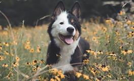 郑博士2019年12月十二生肖财运