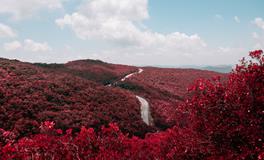 郑博士一周生肖运势（12.16-12.22）