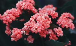 董易林2020年5月9日生肖运势