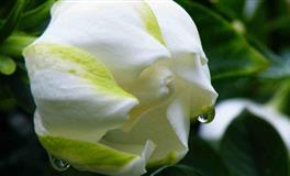 水瓶座的冷暴力，很多人都受不了