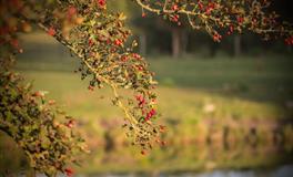 这3星座不是真的无情，只是曾经被伤害过：宁负别人，不伤自己