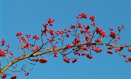 不属于自己的，白给都不要的星座