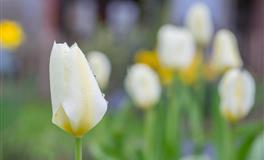 最适合当恋人的星座，专一深情，爱情容易长久