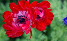 被幸运女神保佑的三个星座，即使不用心机，也注定是上流人