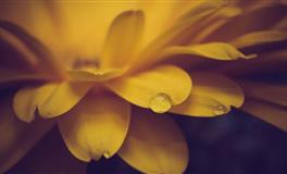 这三个星座最不可能移情别恋，只要跟你在一起，就绝不会背叛你